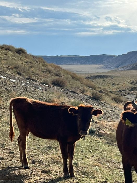 Сиыр сатылады баспагымен