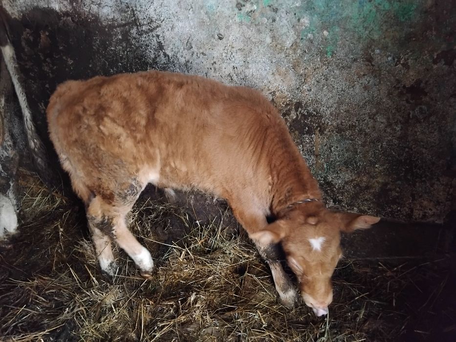 Vând vițel de 2 luni