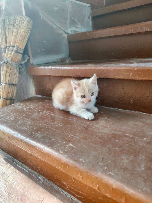 Милые котята  в добрые руки