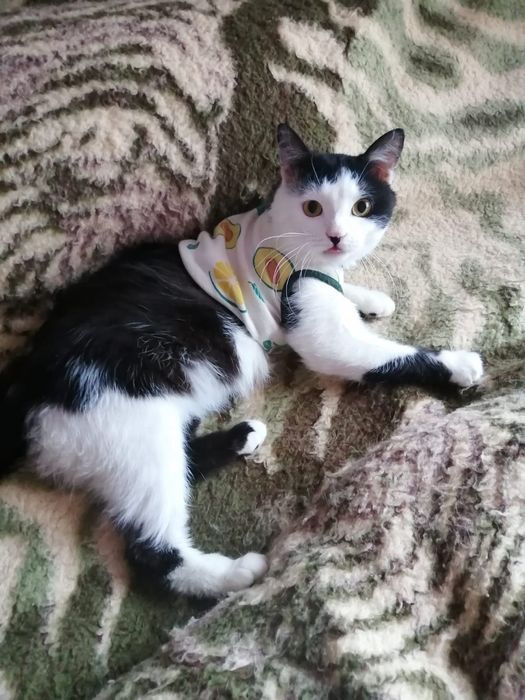 Котик.            .