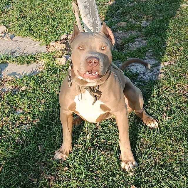 Вязка.Предлагается кобель питбуля только на вязку. Qoshishga