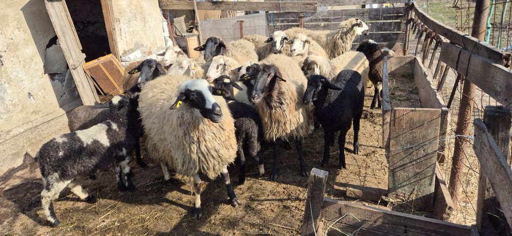 Vând 10 oi cu miei după ele