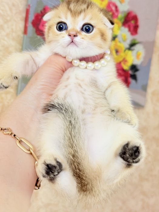 Котята от правильной вязки