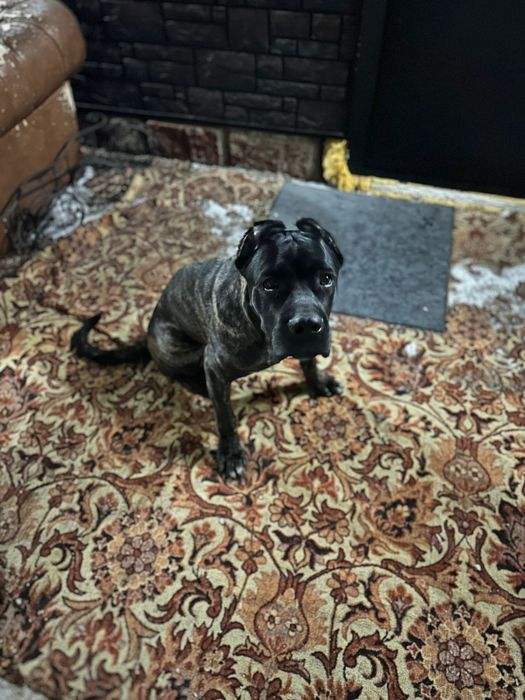 Щенок Кане корсо