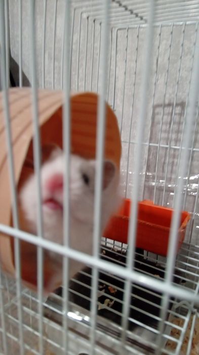 Бебета хамстери.