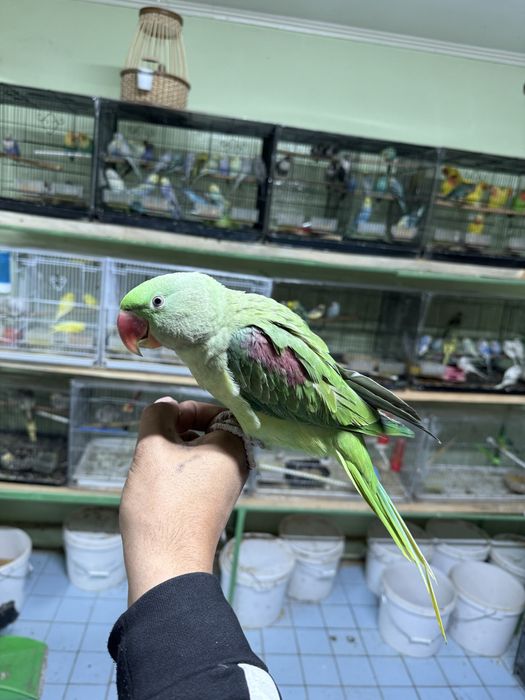 Ручной Говаряшый попугай продам
