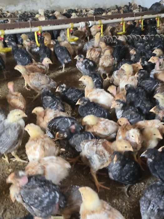 Pui rasa mixta calitate superioara