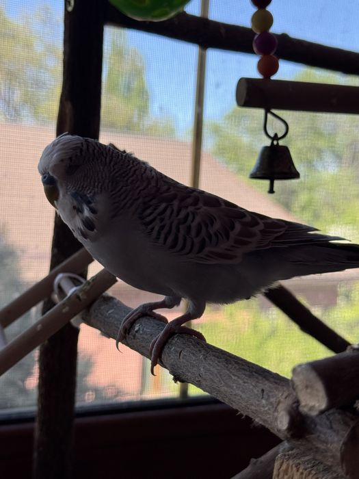 Попугай выставочный