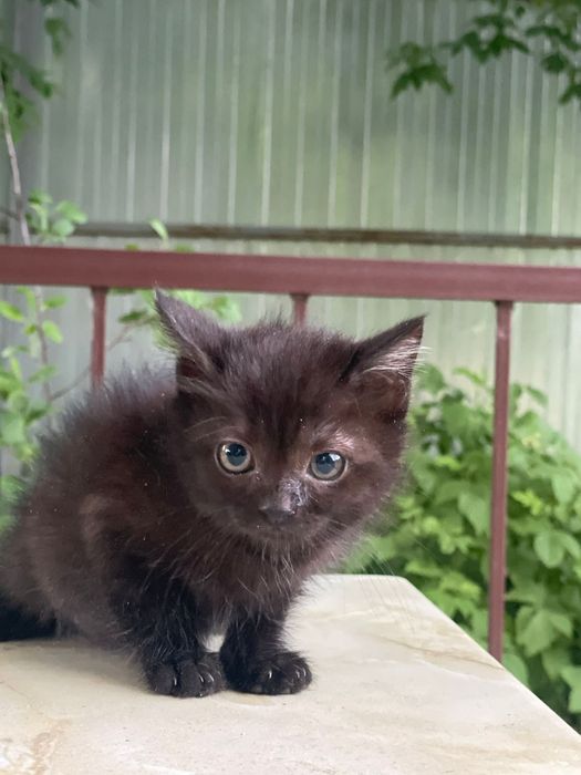 Отдам котенка в добрые руки