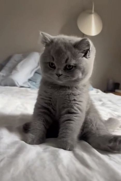 Продам британских котят