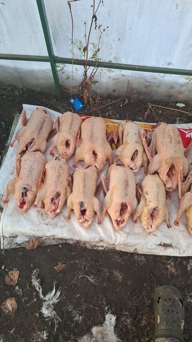 Продам домашних гусей уток индюков