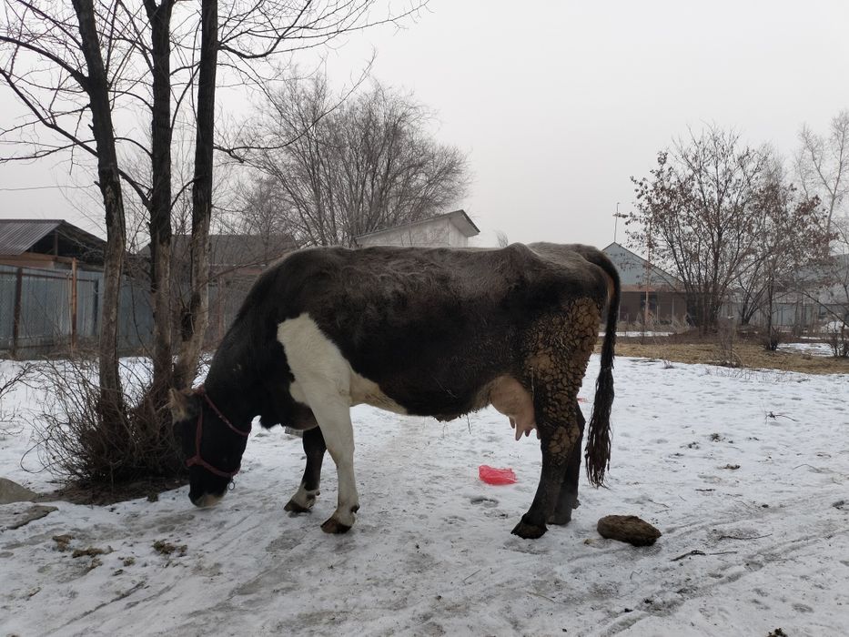 Бузаулы сиыр сатылады