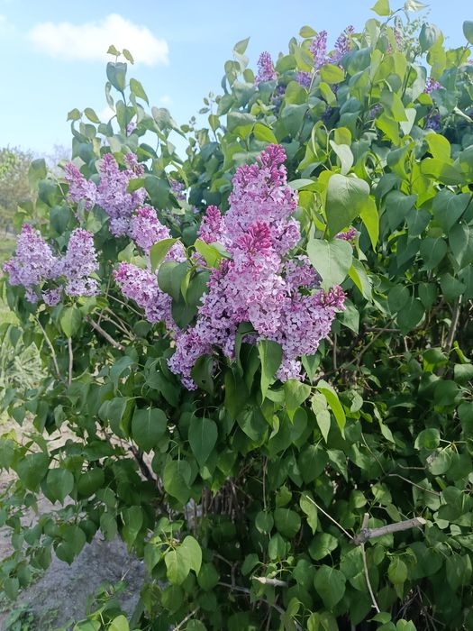 Сирень свежая по 350