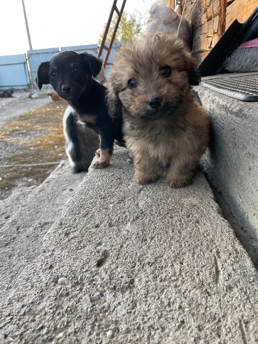 Cățelușe spre adopție