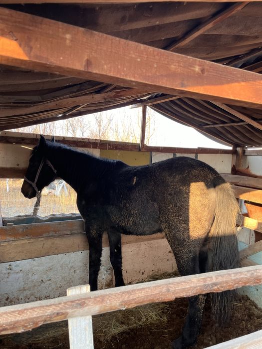 2 жасар семіз откорм Байтал сатыладыыыыыыыыыыыыыыыыыыыыыыыыыыы