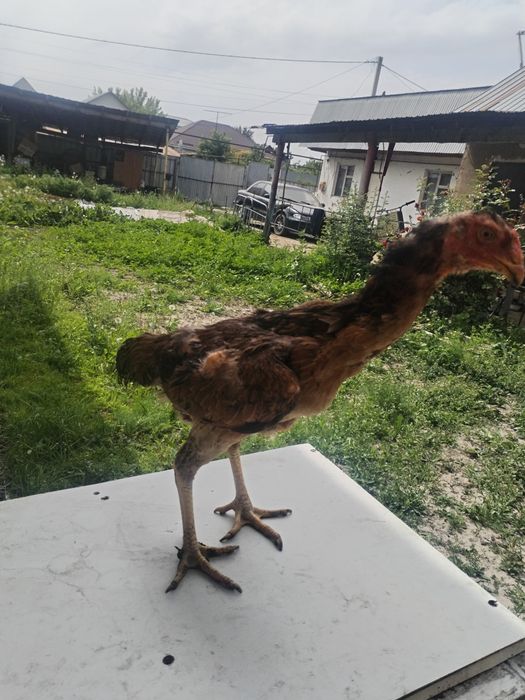 Продам птицу даканиха