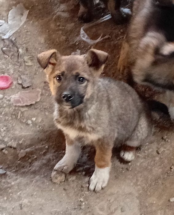 Отдам в хорошие руки