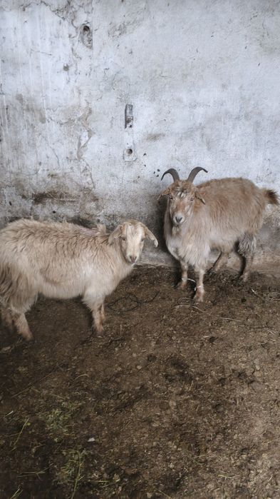 Продам коз ешкі лак