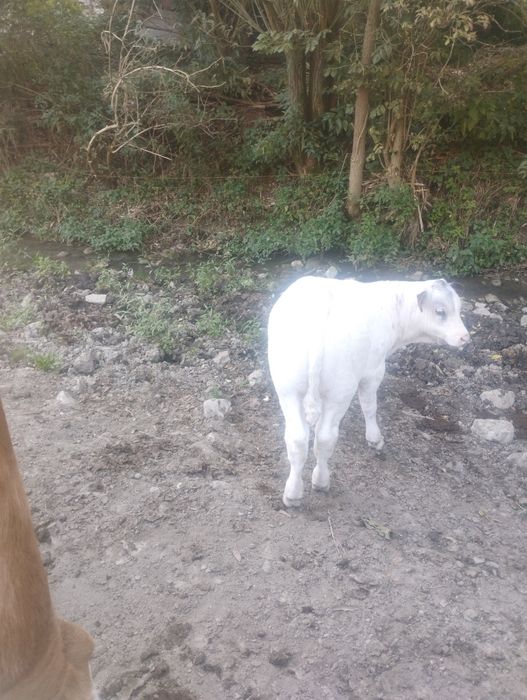 Vând vițel 2 luni