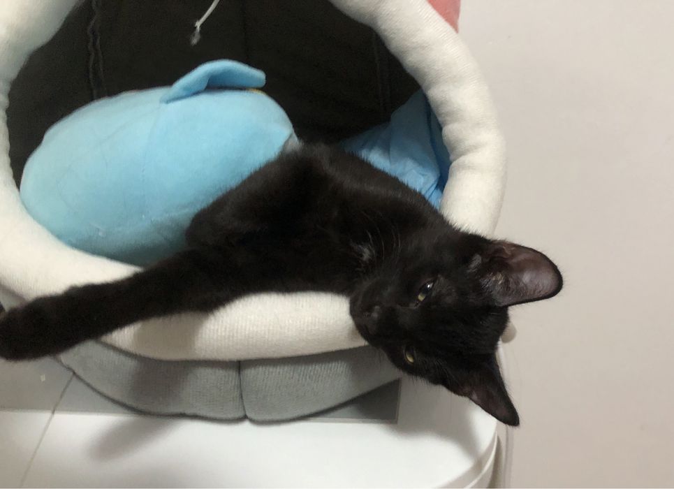 Котенок 4 месяца