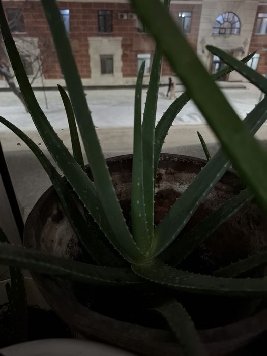 Алоэ, лечебный ,