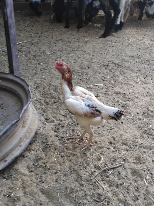 Kulangi Shamo jo'ja sotiladi