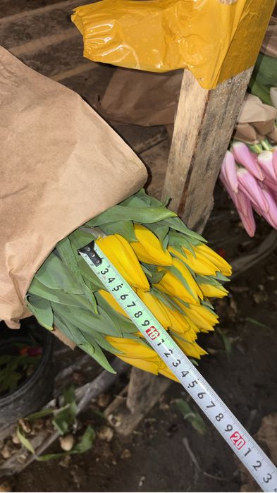 Тюльпаны астана жк музтау оптом топ