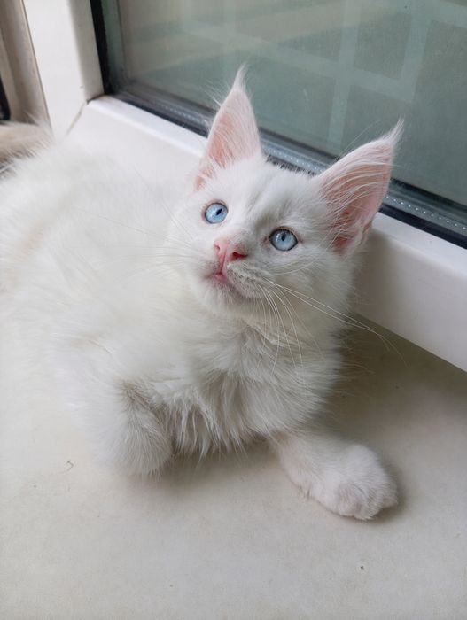 Милейшие котята Мейн Кун