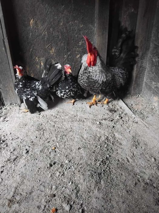 Vand  Gaini Cochinchina.