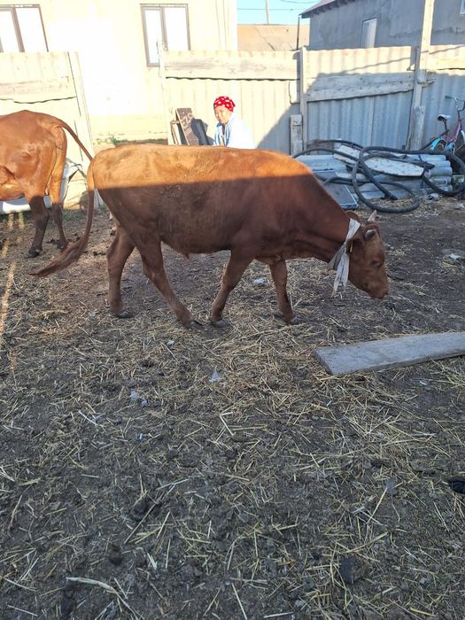 Сатылады 2 сиыр жаксы куйде