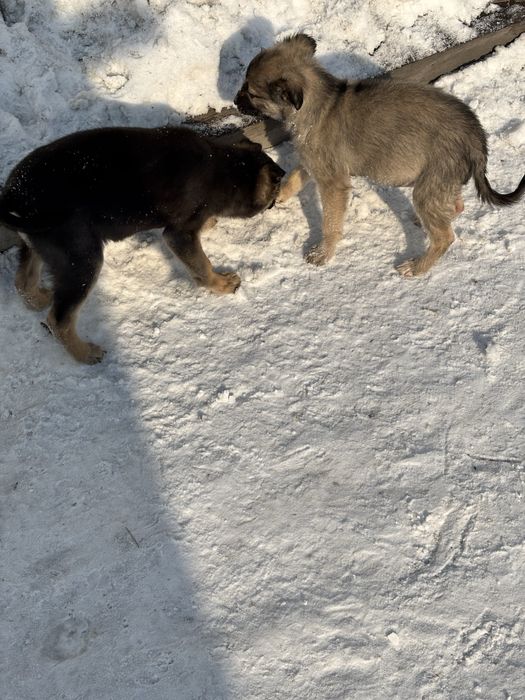 2 девчонки в хорошие руки