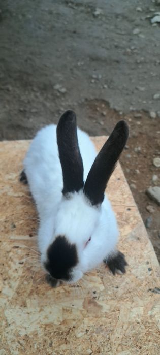 Vând o pereche de Uriaș de Transilvania