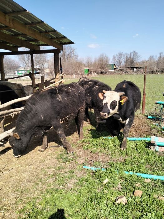 Байланған бұқалар сатылады