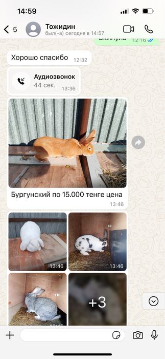 Бургунский кролик