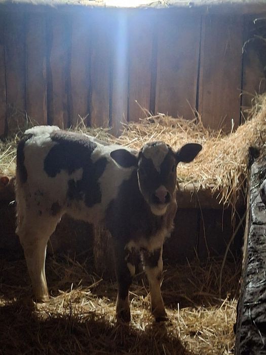 Vând vitea înțărcată