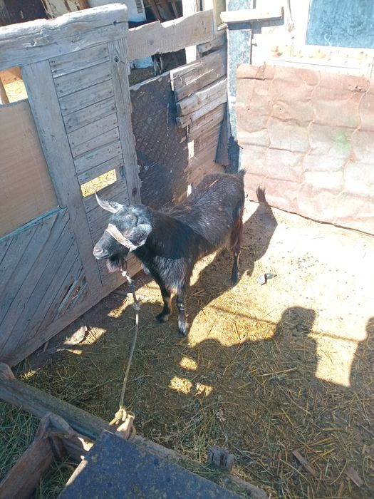 Теке сатылады породный