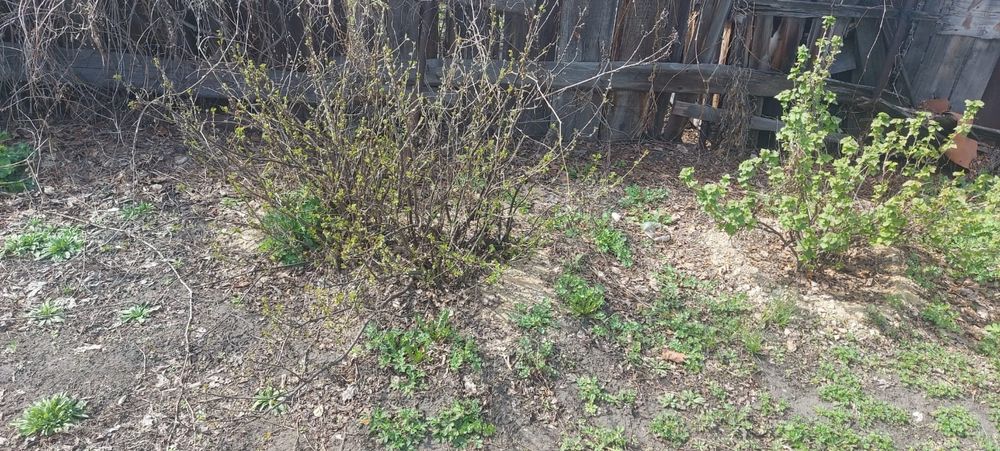 Продам Дачу садовое общество Гудок