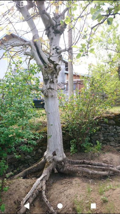 Продавам орех дървен материал