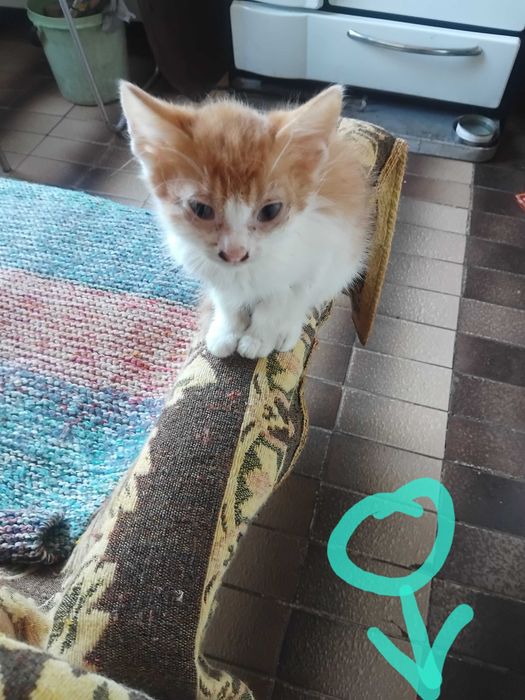 Две котенца подрастващи