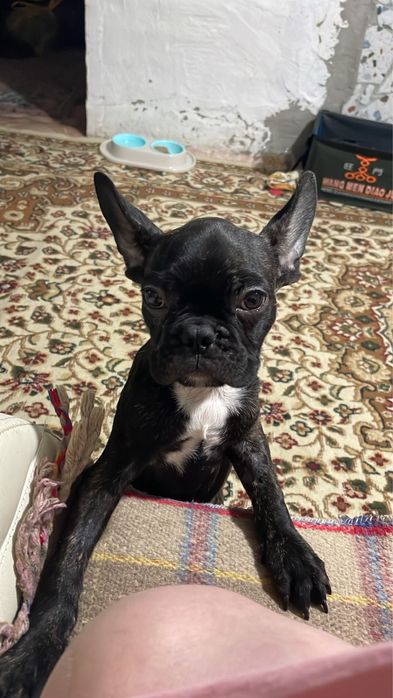 Вязка французского бульдога