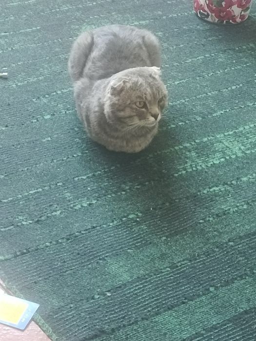 Кот
Серого окраса, вислоухий, домашний мальчик, мор