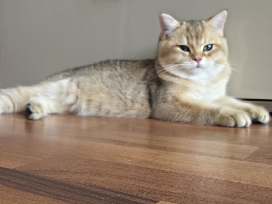 British shorthair golden