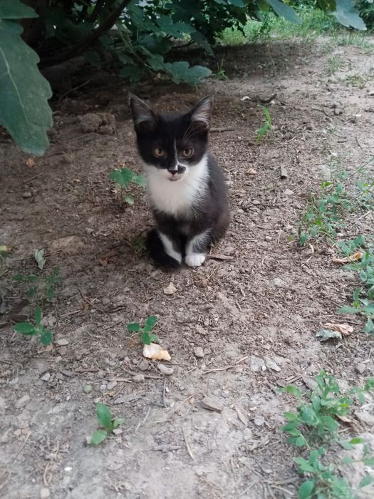 Мысықтар тегін. Котята бесплатно.