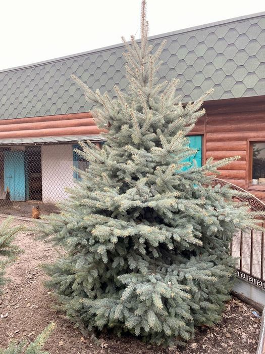 Ёлки голубые, зелёные