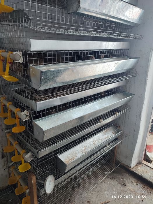 Перепела, Мини ферма.