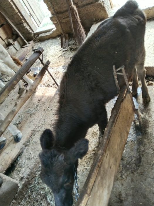 Продам телку 5 месяцев