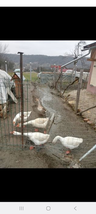 Vând gâște si gaini