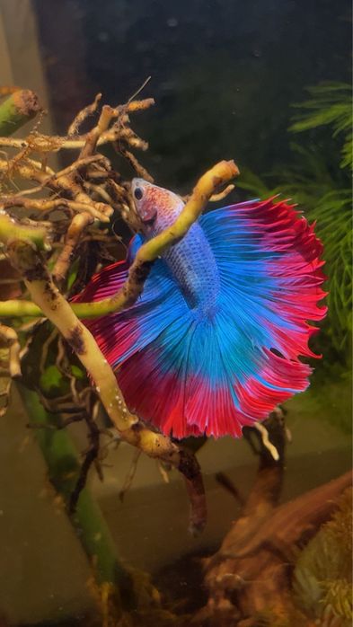 Рыбка петушок (рыбки,рыбок)