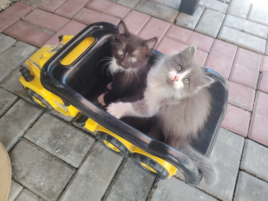 Котята бесплатно, ищут дом