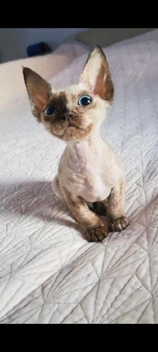 Девон-рекс котята в Алматы!